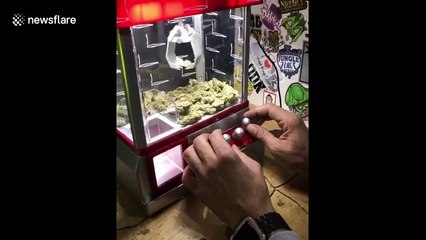 Tu peux attraper de la beuh dans cette machine de fete foraine !