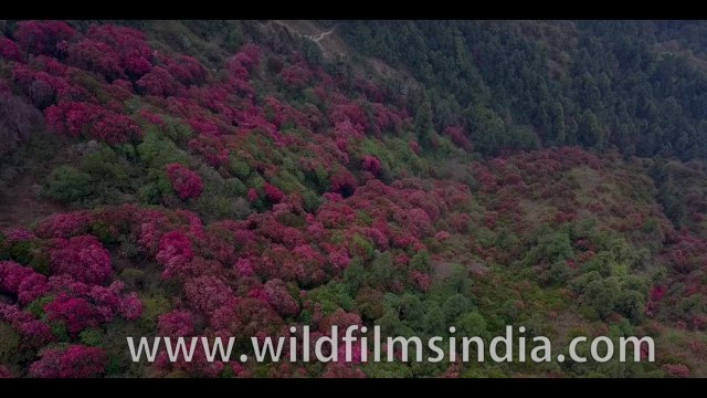 Most beautiful Himalayan flower vista you ever saw: Rhododendrons as far as the eye can see!