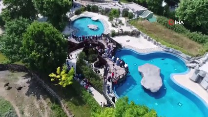 Bursa Hayvatan Bahçesindeki  Yavru Zebralara Büyük İlgi