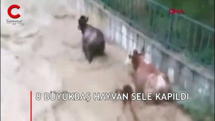 8 Büyükbaş hayvan sele kapıldı