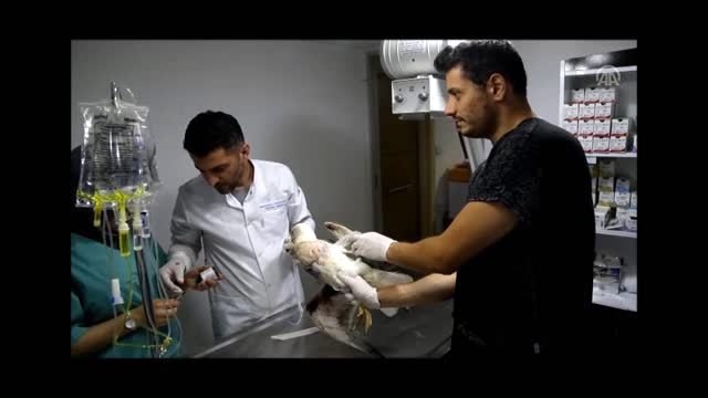 Martının kırılan kanadına platin takıldı