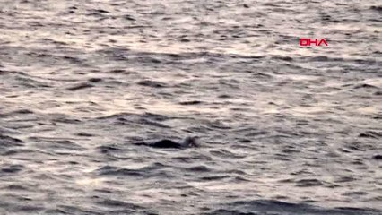 ÇANAKKALE Martının temizlendiği anlar, ilgiyle izlendi