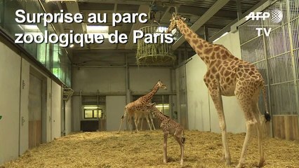 Un girafon né au parc zoologique de Paris