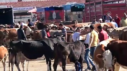 Şarkışla hayvan pazarında hareketlilik başladı - SİVAS
