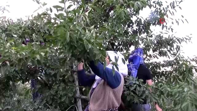 Kütahya'da vişne üreticisi çıkış yolu arıyor