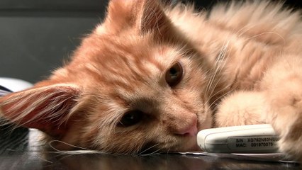 Sleepy kittens