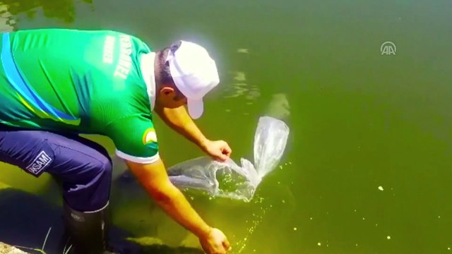 Göl ve göletlere 5,1 milyon sazan balığı yavrusu bırakılacak - ANKARA