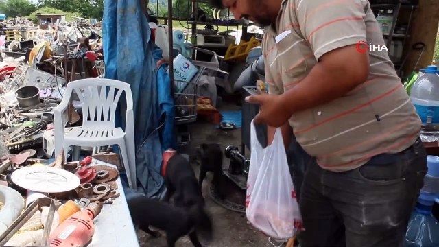 İnsanlık hala ölmemiş dedirtti...Anneleri ölen yavru köpeklere bakmak için seferber oldu