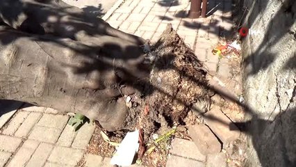 Devrilen dev incir ağacı yolu kapattı