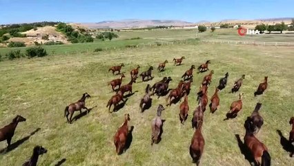 Hipodromların Şampiyonları Sultansuyu'nda yetişiyor