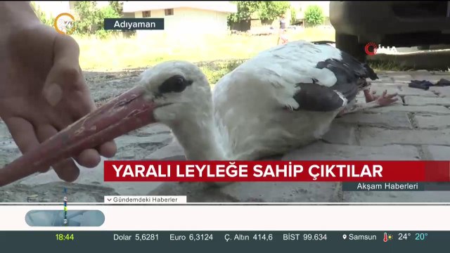 Yaralı leyleğe sahip çıktılar