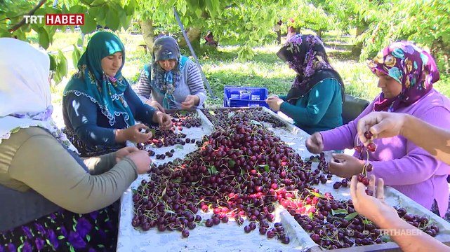 Türk kirazı Çin pazarında yerini almaya başladı