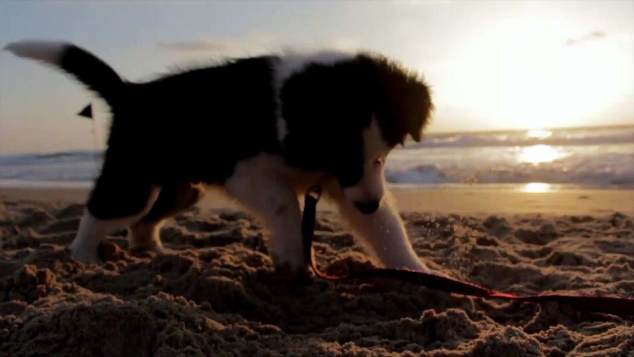Funny dog ​​on the beach