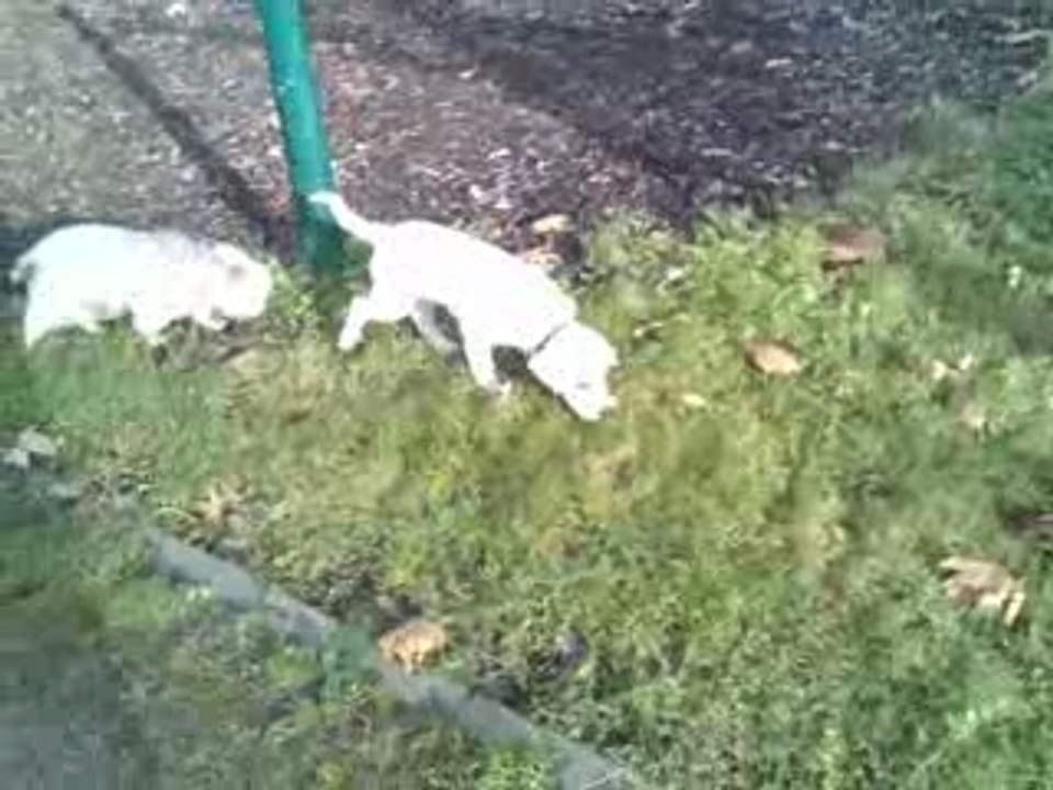 Cali, Mon Amour de Chien 22/01/2008 Video 4