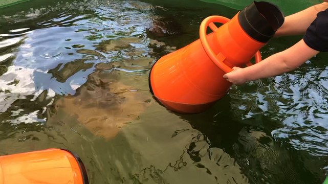 Venez découvrir le festival du Saumon !