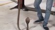 Un garagiste découvre un cobra sous la voiture qu'il répare !