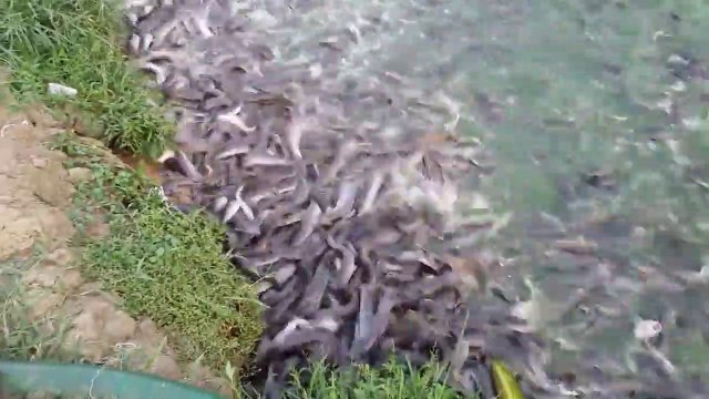Des millions de poissons affamés se jettent sur la nourriture dans cette ferme à poissons