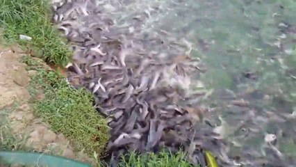 Des millions de poissons affamés se jettent sur la nourriture dans cette ferme à poissons