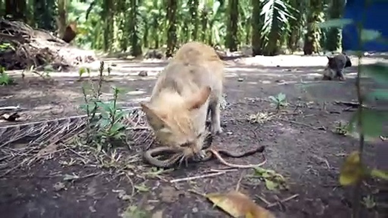 Qui a dit que les chats avaient peur des serpents...