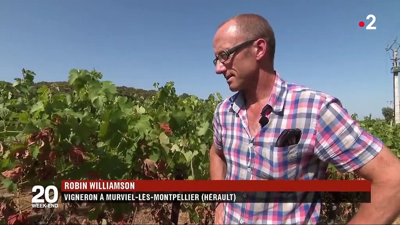 Viticulture : bientôt des vignes qui survivent au réchauffement climatique ?