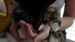 Cat Grooming - Why cat brushing is imporant