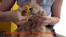 Cat Grooming - Trimming cat claws necessary?