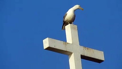 Pulpito per gabbiani