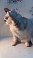 See the funny style of cat like human and try to control your laugh