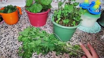 ‫أحبكم في الله ؛ كيفاش تزرع النعناع في الدار