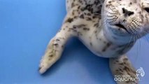 Study Suggests Seals Have Consciousness