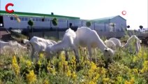 Aşık Veysel dinleyen keçilerin süt üretimi arttı