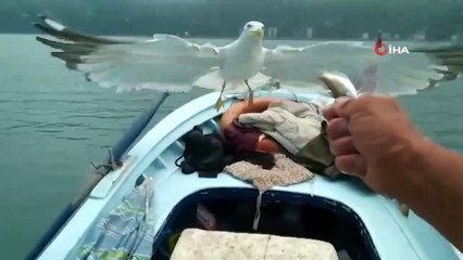 Rizeli Balıkçının Martı ve Yunus Balığı İle Sohbeti Tebessüm Ettiriyor