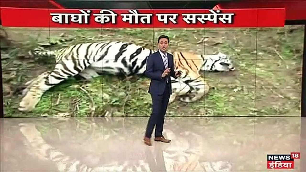 चंद्रपुर वन रेंज में बाघिन और 2 शावकों की मौत पर सवाल