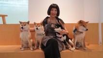 Beijing’s first Shiba Inu dog cafe is a crowd pleaser