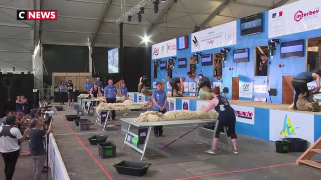 Le Mondial de la tonte de moutons bat son plein au Dorat