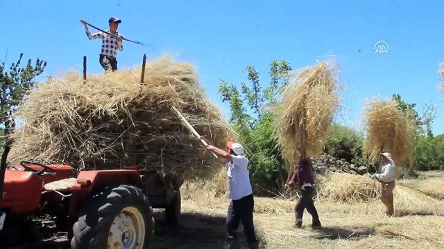 Hasadı 'imece' usülü yapıyorlar - MANİSA