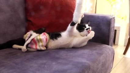 Sahiplendikleri "Smokin"e bebek gibi bakıyorlar