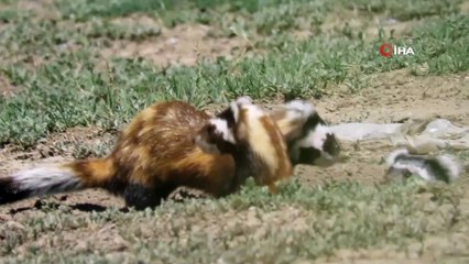 Alaca sansar ailesi Kayseri'de görüntülendi