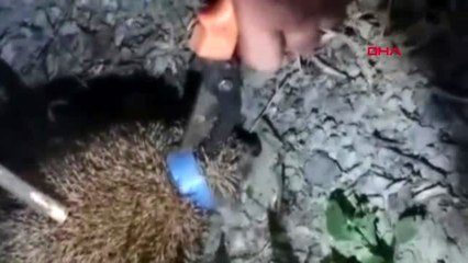 ARTVİN Kafası plastik şişe kapağına sıkışan kirpi kurtarıldı