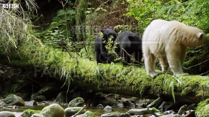 Most Inspiring Animal Family Moments - Top 5 - BBC Earth