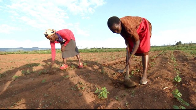 Kenyan farmers have high hopes for new African free trade