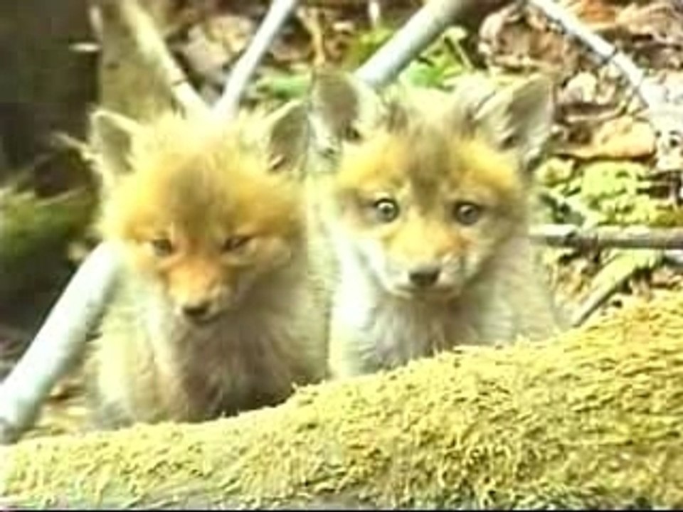 - BEBE RENARD -