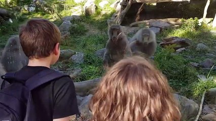 Funniest Pets & Animals of the Week | Funny Pet Videos