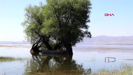 DENİZLİ Nilüferleriyle ünlü Işıklı Gölü, görsel şölen sunuyor