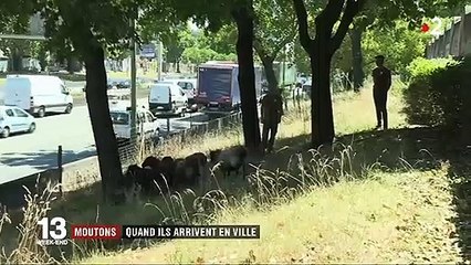 Île-de-France : quand les moutons arrivent en ville pour le bien des espaces verts