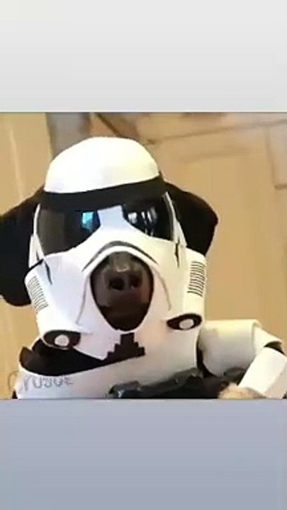 Imperial Dog - this is fantastic! love this and watch this!!!