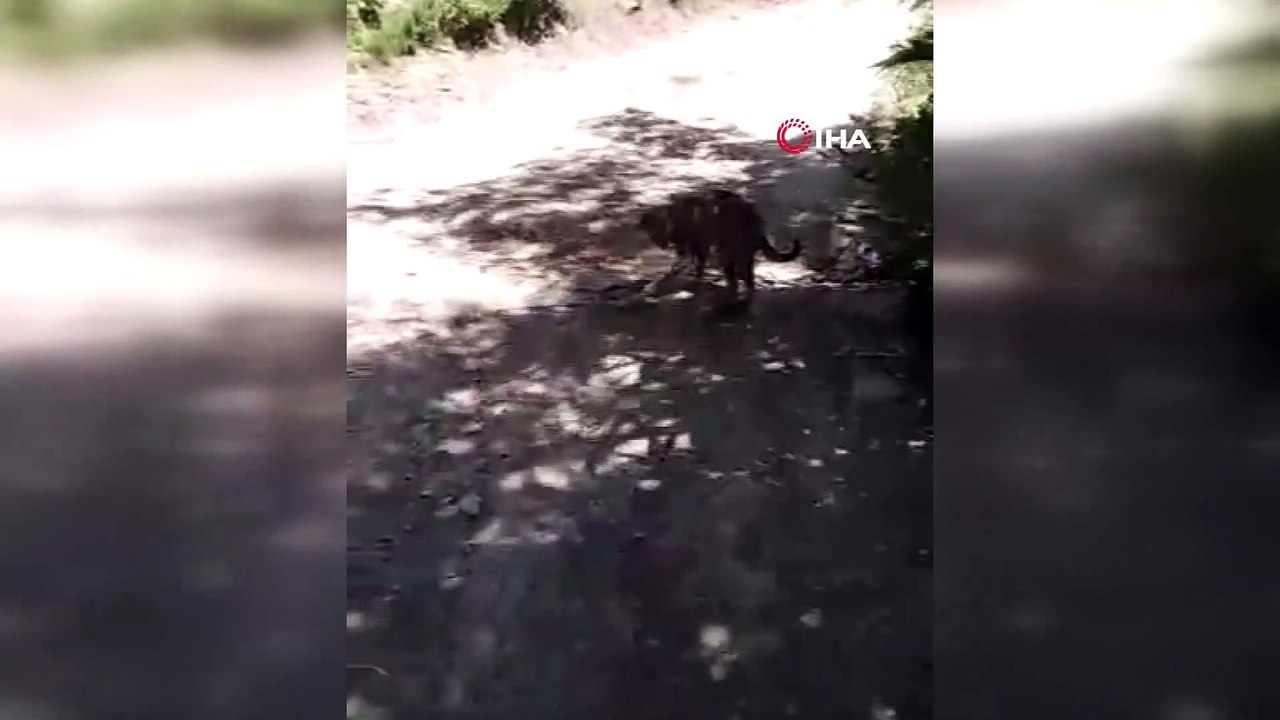 Kedinin yılanla oyunu kamerada