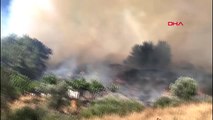 İzmir - Seferihisar'da orman yangını