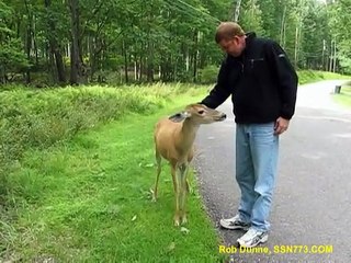 Cette biche est un vrai petit chien... pas peureuse du tout.