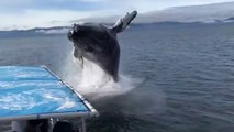 Une baleine fait un beau cadeau à ces touristes... Saut magnifique